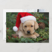 Cartes Pour Fêtes Annuelles Chiot Labrador Retriever Avec Chapeau De Père Noël (Devant / Derrière)