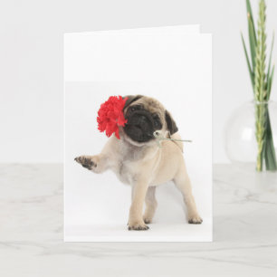 Cartes Pour Fêtes Annuelles Chiot magnifique de carlin avec l'oeillet rouge
