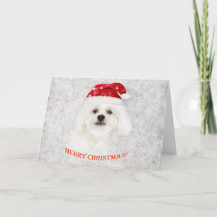 Cartes Pour Fêtes Annuelles Chiot maltais de Noël