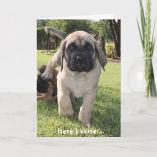 Cartes Pour Fêtes Annuelles Chiot mastiff venant vous souhaiter un v-day heure