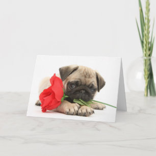 Cartes Pour Fêtes Annuelles Chiot mignon de carlin avec le rose rouge