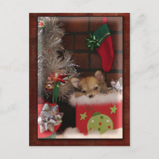 Cartes Pour Fêtes Annuelles Chiot mignon de chiwawa de Noël dans la boîte
