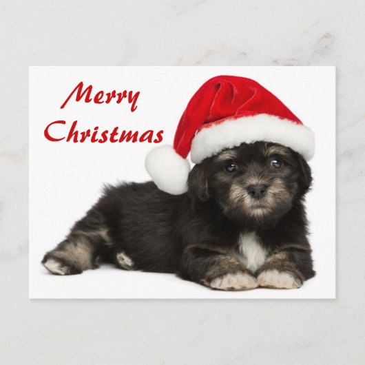 Cartes Pour Fêtes Annuelles Chiot mignon de Havanese de Noël (Devant)