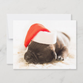 Cartes Pour Fêtes Annuelles Chiots de Noël