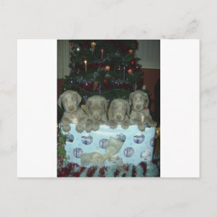 Cartes Pour Fêtes Annuelles Chiots de Weimaraner de Noël