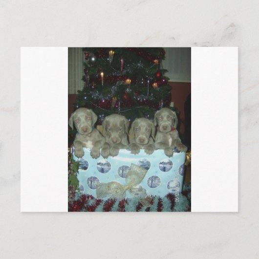Cartes Pour Fêtes Annuelles Chiots de Weimaraner de Noël (Devant)