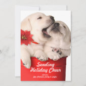 Cartes Pour Fêtes Annuelles Chiots espiègles de Noël dans un récipient rouge (Devant)