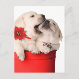 Cartes Pour Fêtes Annuelles Chiots espiègles de Noël dans un récipient rouge