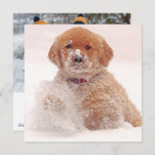 Cartes Pour Fêtes Annuelles Chiots Golden Retriever Jouant dans la Neige (Devant / Derrière)