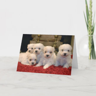 Cartes Pour Fêtes Annuelles Chiots maltais de Noël
