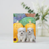 Cartes Pour Fêtes Annuelles Chiots maltais de Thanksgiving (Debout devant)