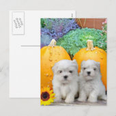 Cartes Pour Fêtes Annuelles Chiots maltais de Thanksgiving (Devant / Derrière)
