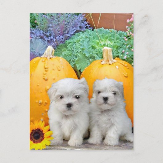 Cartes Pour Fêtes Annuelles Chiots maltais de Thanksgiving (Devant)