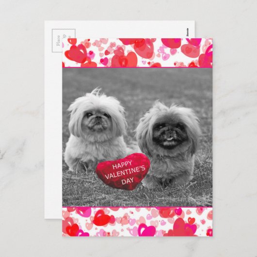 Cartes Pour Fêtes Annuelles Chiots Pekingese souhaitant Heureuse Sainte-Valent (Devant / Derrière)