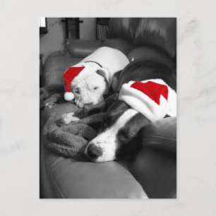Cartes Pour Fêtes Annuelles chiots pitbull de noël endormis adorables santa