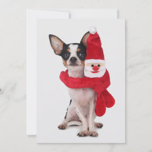 Cartes Pour Fêtes Annuelles Chiwawa avec la poupée du père noël