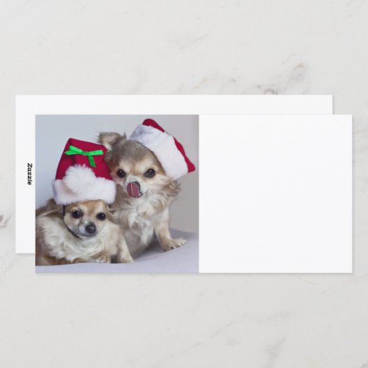 Cartes Pour Fêtes Annuelles Chiwawas de Noël (Devant / Derrière)