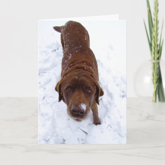 Cartes Pour Fêtes Annuelles Chocolat Labrador dans la neige (Devant)