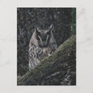 Cartes Pour Fêtes Annuelles Chouette à oreilles dans l'arbre Fermer do-it-your