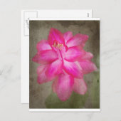 Cartes Pour Fêtes Annuelles Christmas Cactus (Devant / Derrière)