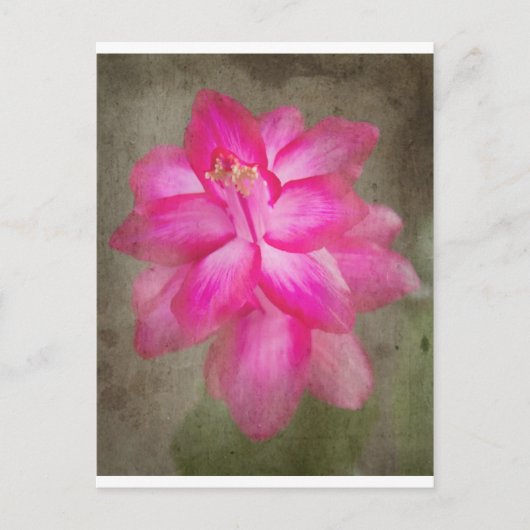 Cartes Pour Fêtes Annuelles Christmas Cactus (Devant)