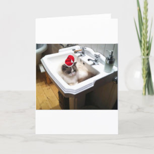 Cartes Pour Fêtes Annuelles Christmas Cat