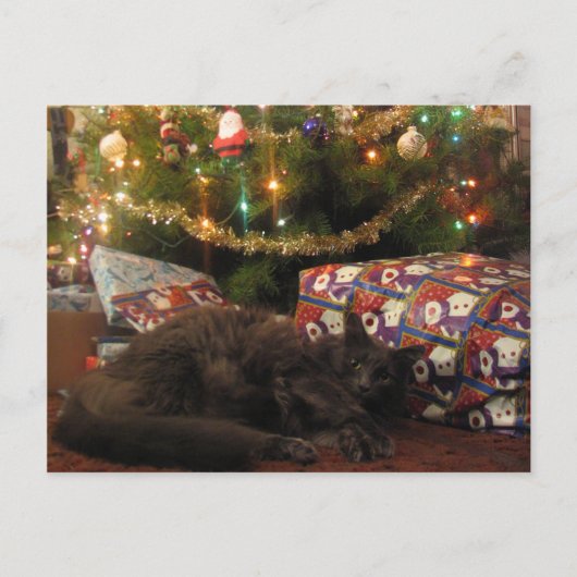 Cartes Pour Fêtes Annuelles Christmas Cat (Devant)