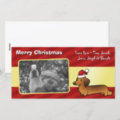 Cartes Pour Fêtes Annuelles Christmas Dachshund (longhair) (Devant / Derrière)