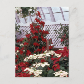 Cartes Pour Fêtes Annuelles Christmas Floral postcard 2