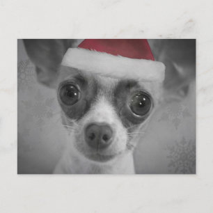 Cartes Pour Fêtes Annuelles Christmas Funny Chihuahua Puppy with Santa Hat