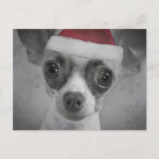 Cartes Pour Fêtes Annuelles Christmas Funny Chihuahua Puppy with Santa Hat (Devant)