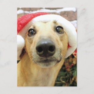 Cartes Pour Fêtes Annuelles Christmas - Greyhound - Pena