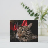 Cartes Pour Fêtes Annuelles Christmas Kitty (Debout devant)