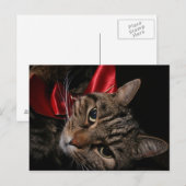 Cartes Pour Fêtes Annuelles Christmas Kitty (Devant / Derrière)