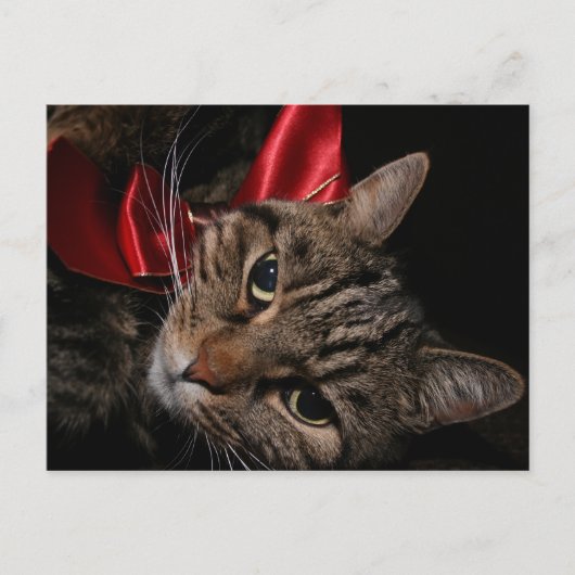 Cartes Pour Fêtes Annuelles Christmas Kitty (Devant)