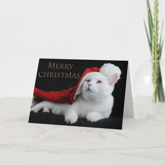 Cartes Pour Fêtes Annuelles Christmas Kitty (Devant)
