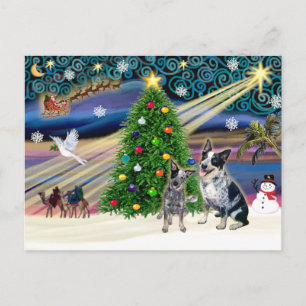 Cartes Pour Fêtes Annuelles Christmas Magic Australian Cattle Dogs (deux)