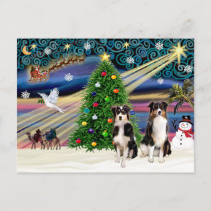 Cartes Pour Fêtes Annuelles Christmas Magic Australian Shepherds (deux, 6-7)