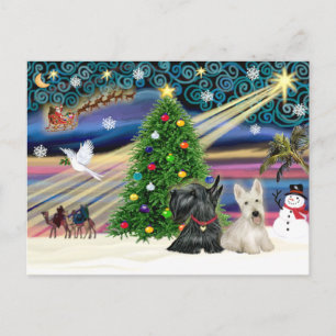 Cartes Pour Fêtes Annuelles Christmas Magic Scottish Terriers (deux)
