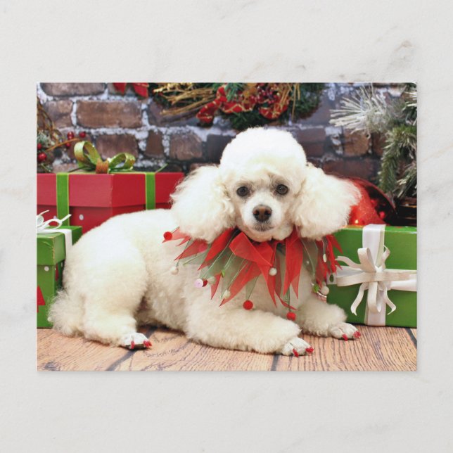 Cartes Pour Fêtes Annuelles Christmas - Poodle - Sophie (Devant)