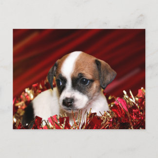 Cartes Pour Fêtes Annuelles Christmas puppy