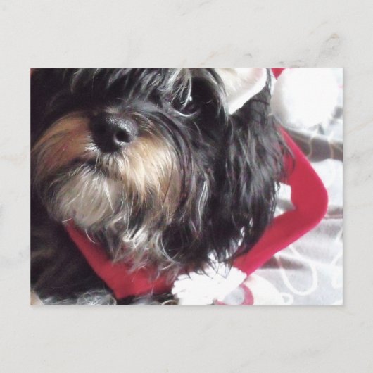 Cartes Pour Fêtes Annuelles Christmas Shih Poo (Devant)