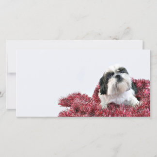 Cartes Pour Fêtes Annuelles Christmas Shih Tzu