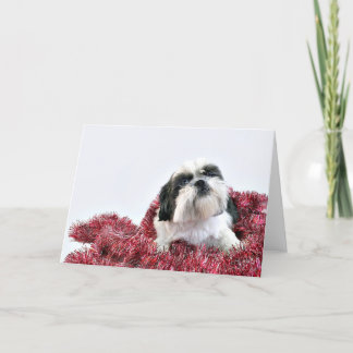 Cartes Pour Fêtes Annuelles Christmas Shih Tzu