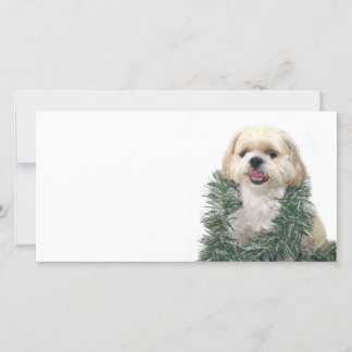 Cartes Pour Fêtes Annuelles Christmas Shih Tzu