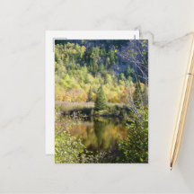 Christmas Tree holiday postcard