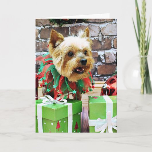 Cartes Pour Fêtes Annuelles Christmas - Yorkie - Willie (Devant)