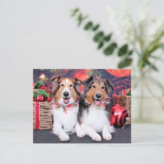 Cartes Pour Fêtes Annuelles Christmas - Zena & Packer - Shelties (Debout devant)
