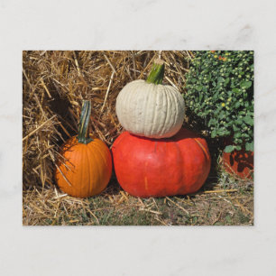 Cartes Pour Fêtes Annuelles Citrouilles d'automne