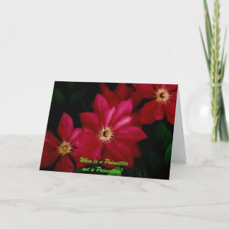Cartes Pour Fêtes Annuelles Clematis_1, Quand un Poinsettia n'est-il pas un Po